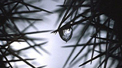 raindrop